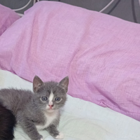 In donazione cuccioli di gatti