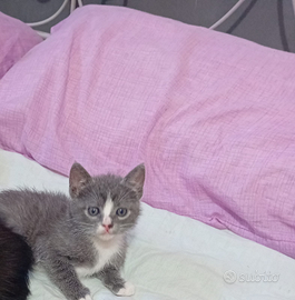 In donazione cuccioli di gatti