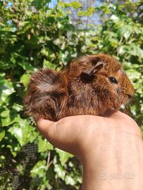 Cavie peruviane o porcellini d'india cuccioli