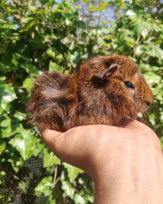 Cavie peruviane o porcellini d'india cuccioli