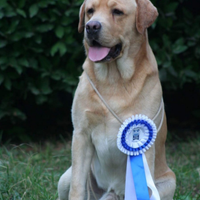 Cuccioli labrador