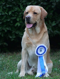 Cuccioli labrador