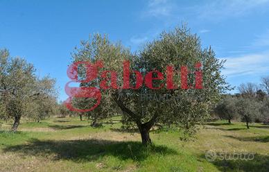 Terreno Agricolo Montaquila [M RGDC650-35VRG]