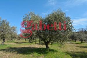 Terreno Agricolo Montaquila [M RGDC650-35VRG]