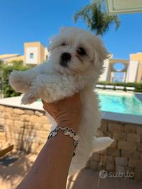 Maltese femmina cucciola