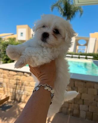 Maltese femmina cucciola