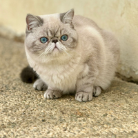 Exotic Shorthair