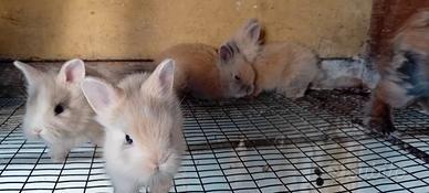 Conigli nani testa di Leone