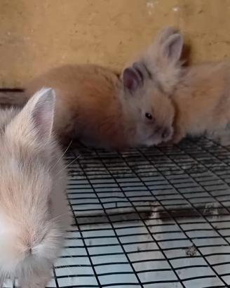 Conigli nani testa di Leone