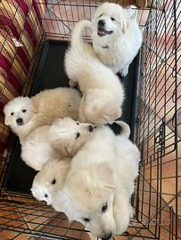 Cucciolo pastore maremmano