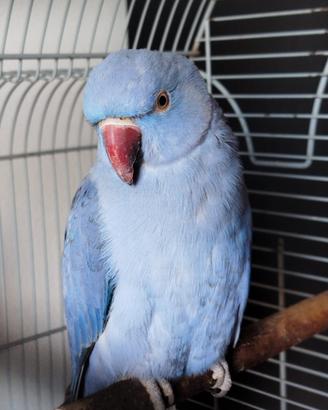 Pappagallo