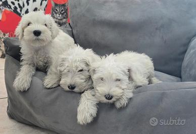Schnauzer nano