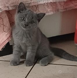 British Shorthair