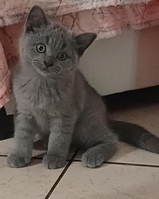 British Shorthair