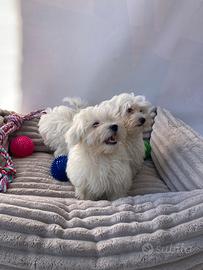 Maltese