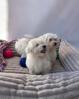 Maltese