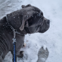 American Bully pelo blu