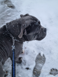 American Bully pelo blu