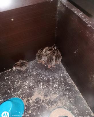 Pulcini, gallina faraona