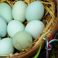 Galline ARAUCANA Allevate In Purezza