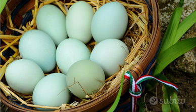 Galline ARAUCANA Allevate In Purezza