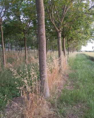 Alberi di noce