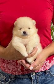 Spitz tedesco nano (Pomerania) con Pedigree ENCI
