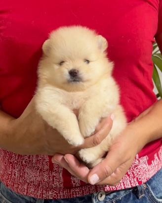 Spitz tedesco nano (Pomerania) con Pedigree ENCI