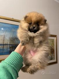 Pomerania femmina