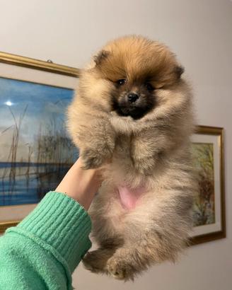 Pomerania femmina