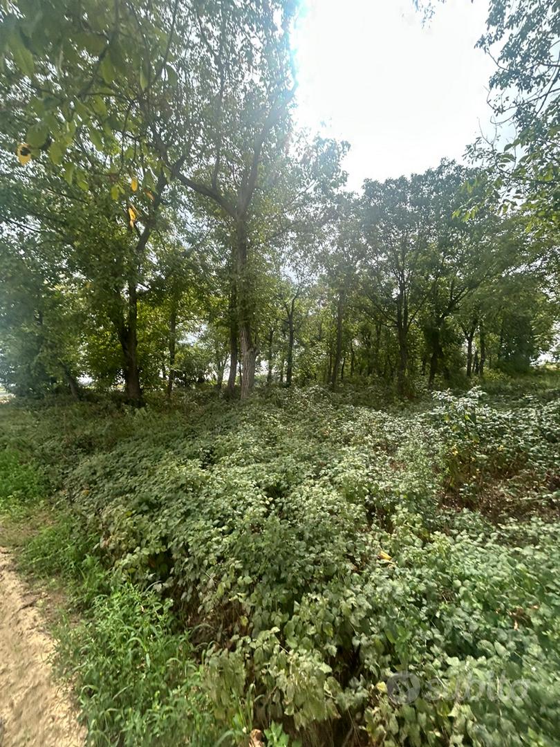 Terreno boschivo di circa 110 alberi a Carmagnola - Vista 2