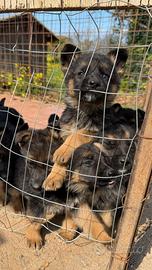 Cuccioli di pastore tedesco