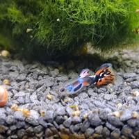 Guppy rarissimi Tiger e Neon Tail