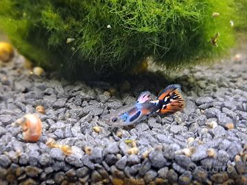 Guppy rarissimi Tiger e Neon Tail