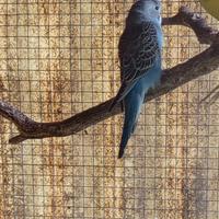 Cocorite allevati a mano