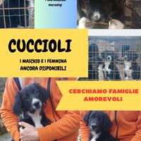 Cuccioli Bracco-Pointer/Border collie