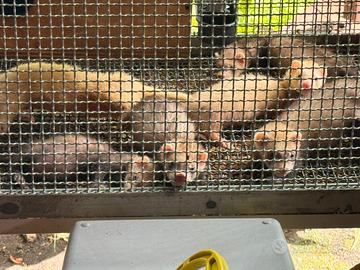 Due cuccioli di furetti maschi