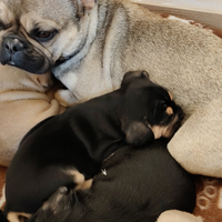 Vando per recupero spese incrocio bulldog francese