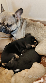 Vando per recupero spese incrocio bulldog francese