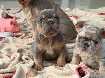 Cuccioli bulldog francese esotico selezionati