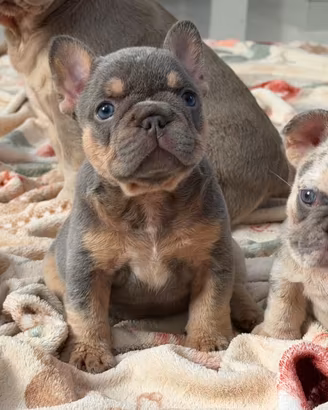 Cuccioli bulldog francese esotico selezionati