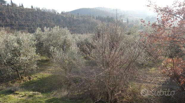 Oliveto Panoramico e Collinare a San Polo (Arezzo)