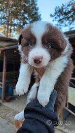 Cuccioli border collie
