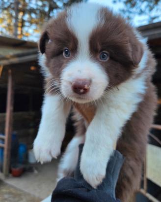 Cuccioli border collie