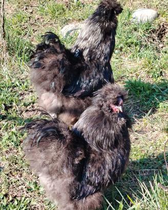 Gallo moroseta