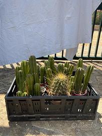 lotto margiantocereus marginatus 