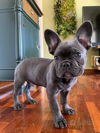 Bulldog francese blu