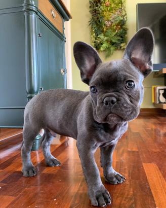 Bulldog francese blu
