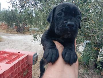 Cucciolo cane corso