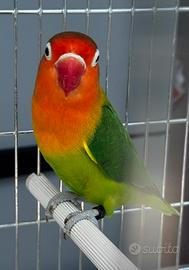 Splendida Femmina Fischer Ancestrale